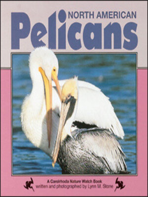 cover image of North American Pelicans